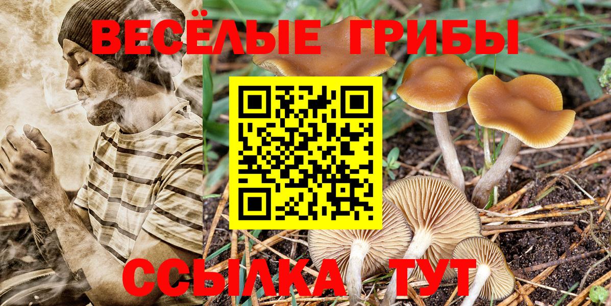 Муром  Псилоцибиновые грибы Cubensis  купить   Вход с VPN 